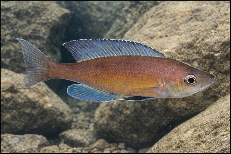 Cyprichromis pavo 'Cape Chaitika'